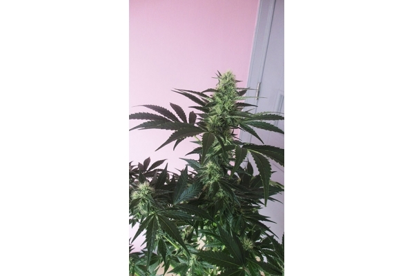 Blue Dream (Zamnesia Seeds) feminizowane