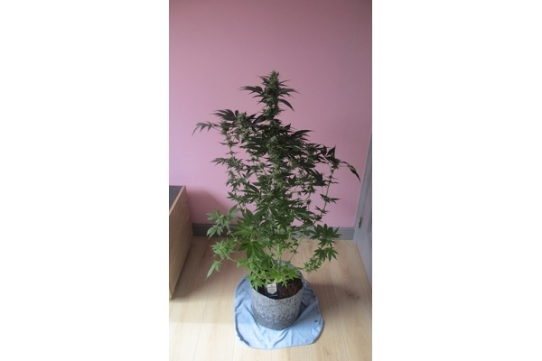 Blue Dream (Zamnesia Seeds) feminizowane