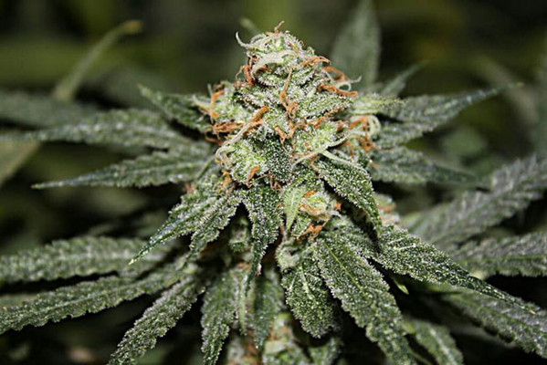 Blue Dream (Zamnesia Seeds) feminizowane