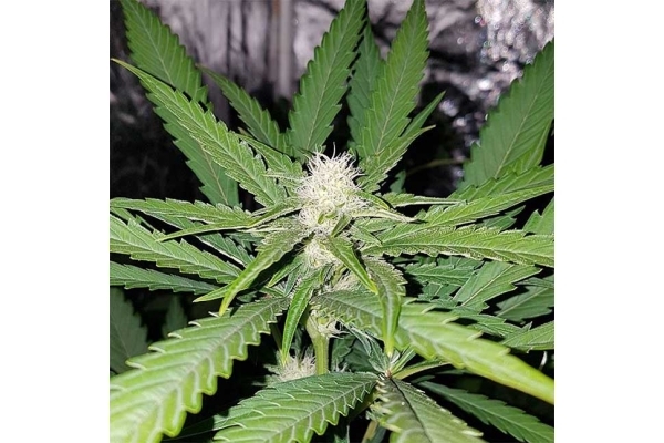 Northern Lights (Zamnesia Seeds) feminizowane Northern Lights (Zamnesia Seeds) feminizowane