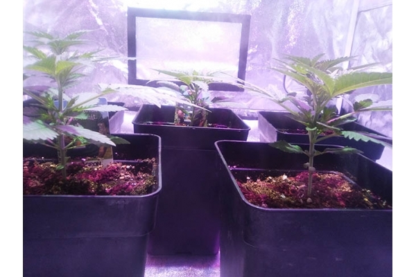 Critical (Zamnesia Seeds) feminizowane Critical (Zamnesia Seeds) feminizowane