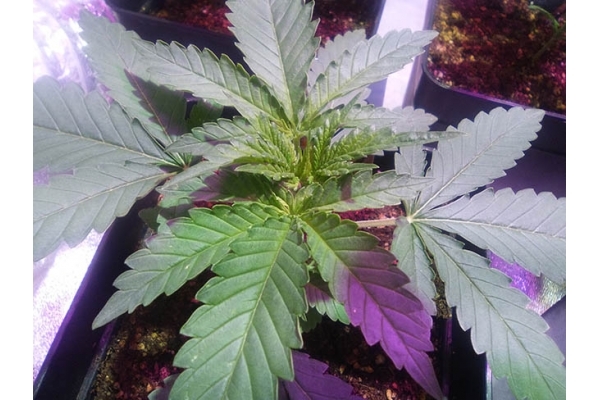 Critical (Zamnesia Seeds) feminizowane Critical (Zamnesia Seeds) feminizowane
