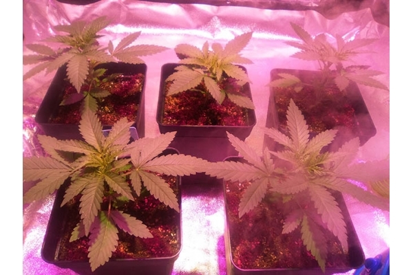 Critical (Zamnesia Seeds) feminizowane Critical (Zamnesia Seeds) feminizowane