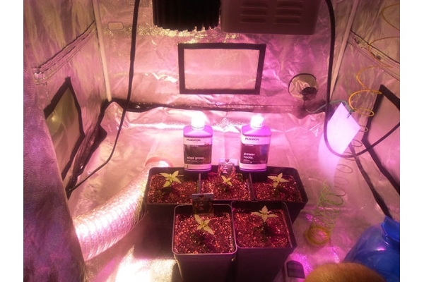 Critical (Zamnesia Seeds) feminizowane Critical (Zamnesia Seeds) feminizowane