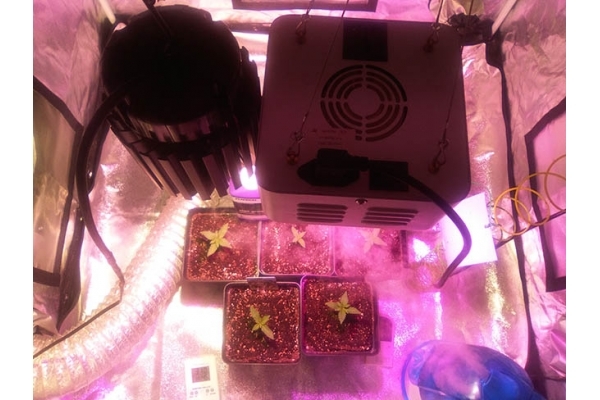 Critical (Zamnesia Seeds) feminizowane Critical (Zamnesia Seeds) feminizowane