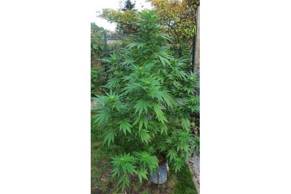 Critical (Zamnesia Seeds) feminizowane Critical (Zamnesia Seeds) feminizowane