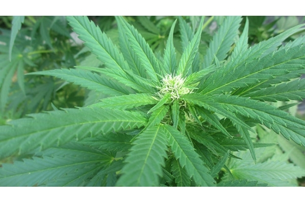 Critical (Zamnesia Seeds) feminizowane Critical (Zamnesia Seeds) feminizowane