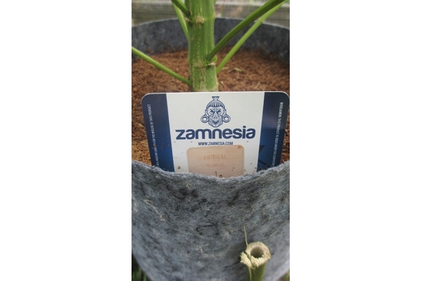 Critical (Zamnesia Seeds) feminizowane Critical (Zamnesia Seeds) feminizowane