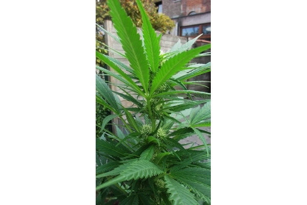 Critical (Zamnesia Seeds) feminizowane Critical (Zamnesia Seeds) feminizowane
