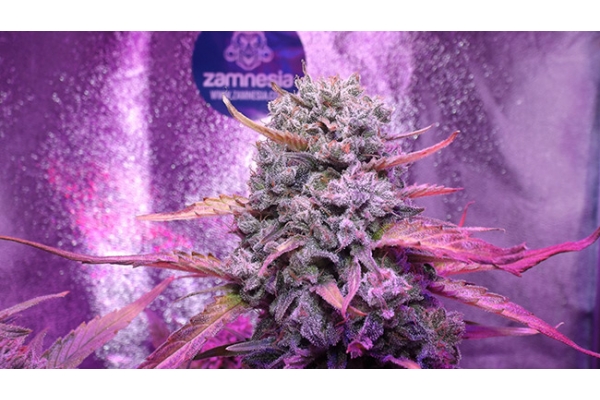 OG Kush (Zamnesia Seeds) feminizowane OG Kush (Zamnesia Seeds) feminizowane