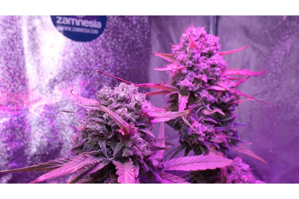 OG Kush (Zamnesia Seeds) feminizowane OG Kush (Zamnesia Seeds) feminizowane