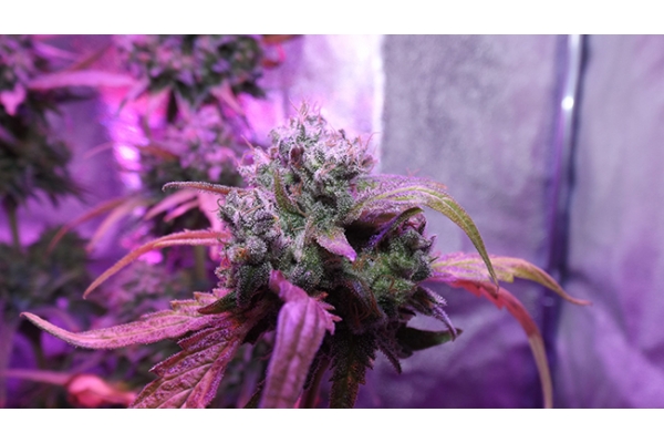 OG Kush (Zamnesia Seeds) feminizowane OG Kush (Zamnesia Seeds) feminizowane