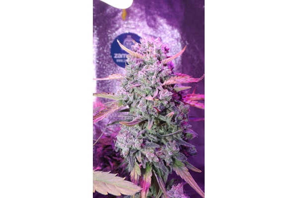 OG Kush (Zamnesia Seeds) feminizowane OG Kush (Zamnesia Seeds) feminizowane