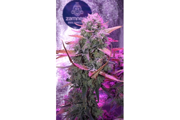 OG Kush (Zamnesia Seeds) feminizowane OG Kush (Zamnesia Seeds) feminizowane