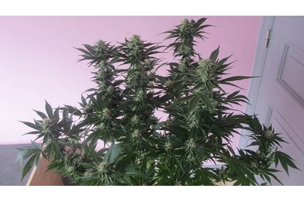 White Widow (Zamnesia Seeds) feminizowane