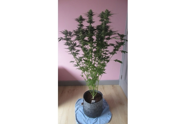 White Widow (Zamnesia Seeds) feminizowane