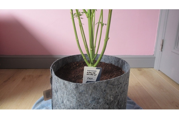 White Widow (Zamnesia Seeds) feminizowane