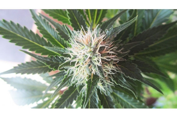 White Widow (Zamnesia Seeds) feminizowane
