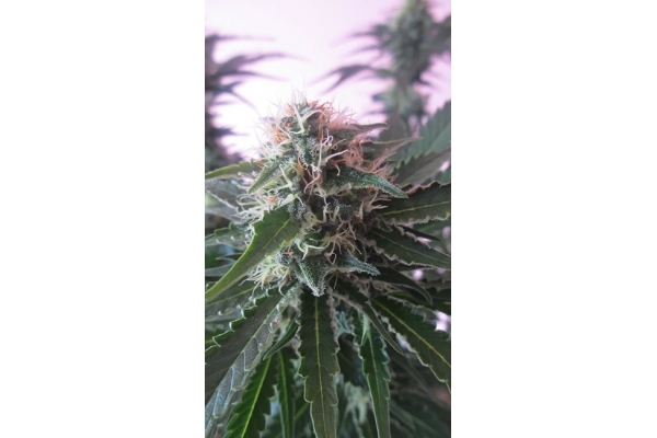 White Widow (Zamnesia Seeds) feminizowane