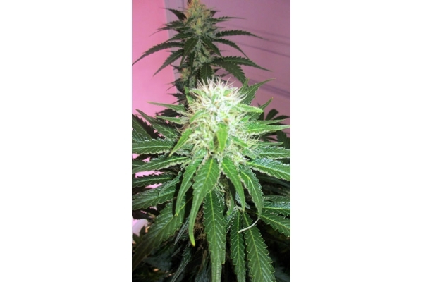 White Widow (Zamnesia Seeds) feminizowane