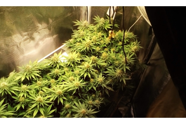 White Widow (Zamnesia Seeds) feminizowane