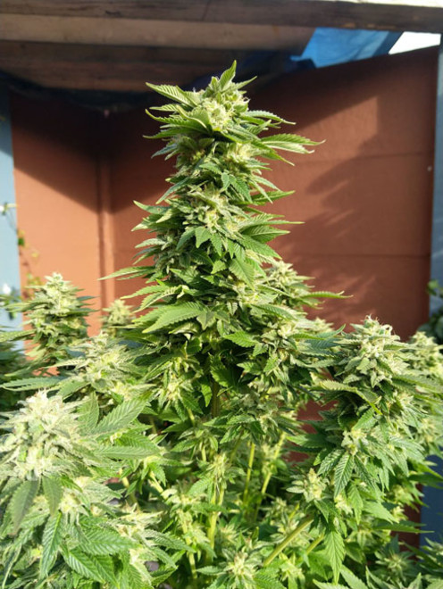 White Widow (Zamnesia Seeds) feminizowane