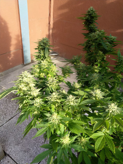 White Widow (Zamnesia Seeds) feminizowane