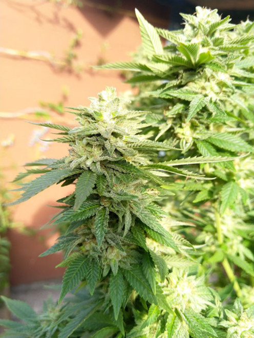 White Widow (Zamnesia Seeds) feminizowane