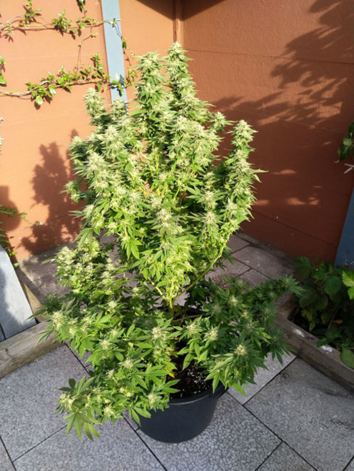 White Widow (Zamnesia Seeds) feminizowane