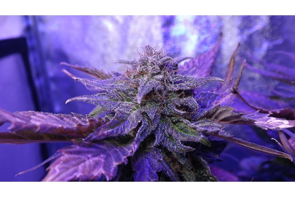 Cheese (Zamnesia Seeds) feminizowane