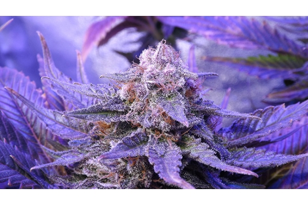 Cheese (Zamnesia Seeds) feminizowane