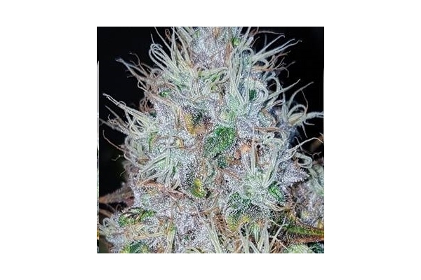 Monster Bud Kush (Zamnesia Seeds) feminizowane