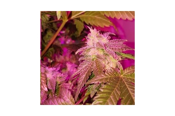 Monster Bud Kush (Zamnesia Seeds) feminizowane