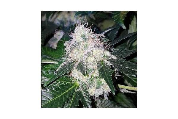Monster Bud Kush (Zamnesia Seeds) feminizowane