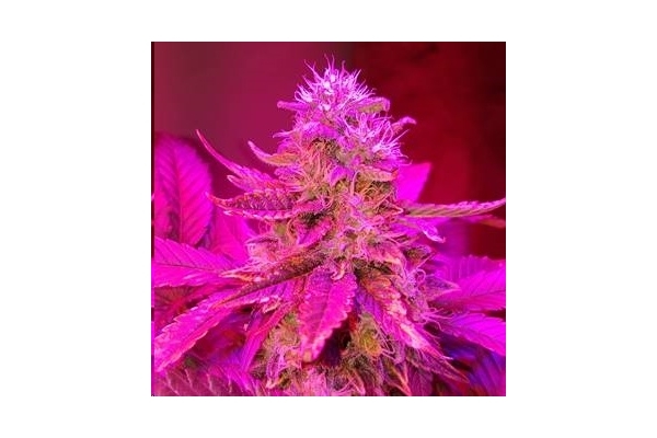 Monster Bud Kush (Zamnesia Seeds) feminizowane