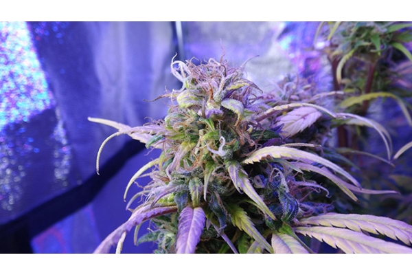 Monster Bud Kush (Zamnesia Seeds) feminizowane
