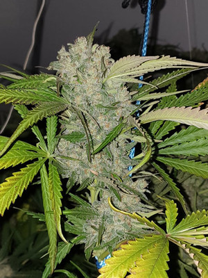 Monster Bud Kush (Zamnesia Seeds) feminizowane