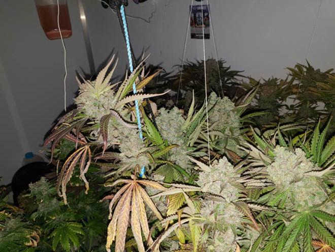 Monster Bud Kush (Zamnesia Seeds) feminizowane