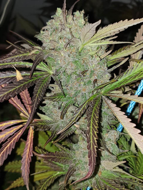 Monster Bud Kush (Zamnesia Seeds) feminizowane