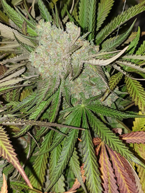 Monster Bud Kush (Zamnesia Seeds) feminizowane