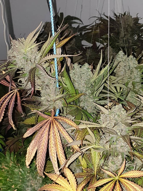 Monster Bud Kush (Zamnesia Seeds) feminizowane