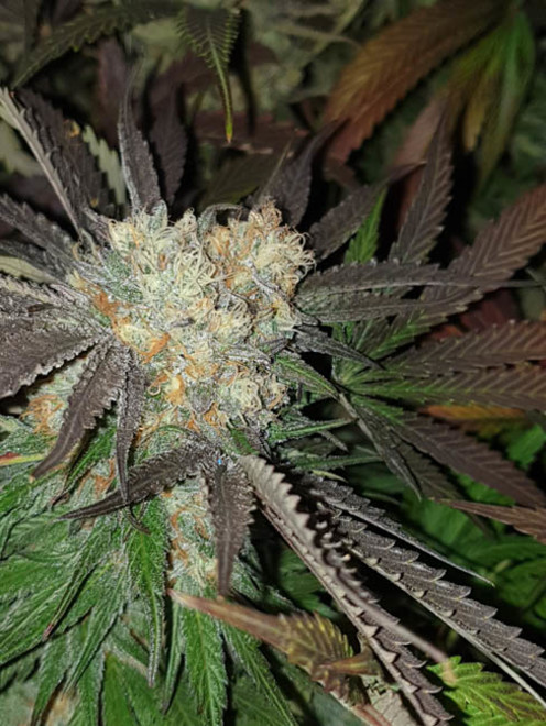 Monster Bud Kush (Zamnesia Seeds) feminizowane