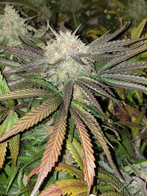Monster Bud Kush (Zamnesia Seeds) feminizowane