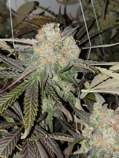 Monster Bud Kush (Zamnesia Seeds) feminizowane