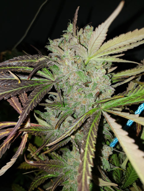 Monster Bud Kush (Zamnesia Seeds) feminizowane