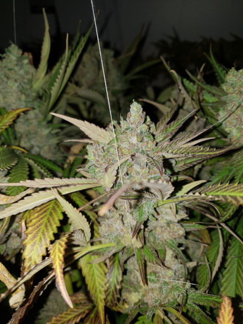 Monster Bud Kush (Zamnesia Seeds) feminizowane