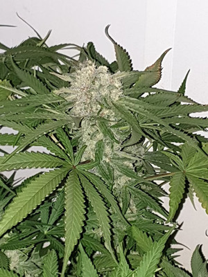Quick Caramel XL (Zamnesia Seeds) feminizowane Quick Caramel XL (Zamnesia Seeds) feminizowane