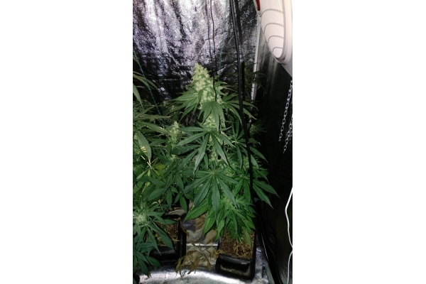 Sour Diesel (Zamnesia Seeds) nasiona marihuany feminizowane