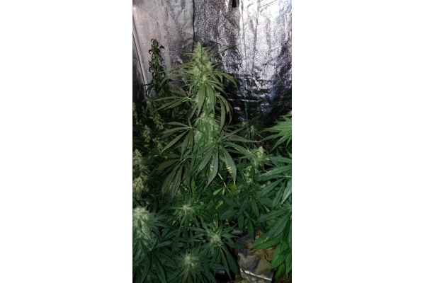 Sour Diesel (Zamnesia Seeds) nasiona marihuany feminizowane
