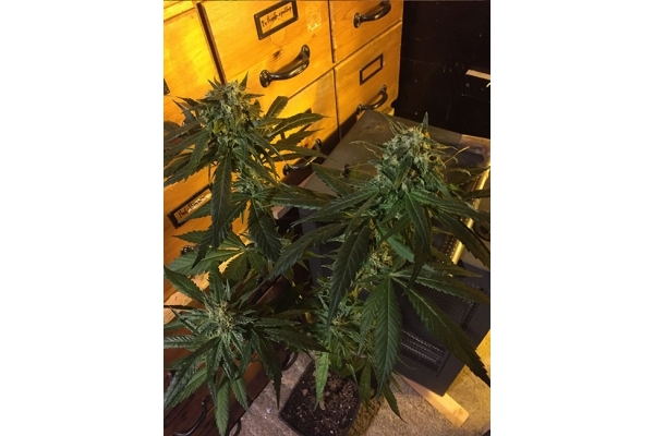 Sour Diesel (Zamnesia Seeds) nasiona marihuany feminizowane